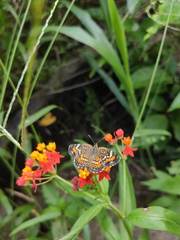 Phyciodes phaon phaon