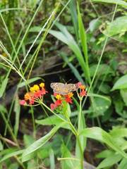Phyciodes phaon phaon