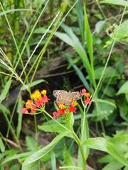 Phyciodes phaon phaon