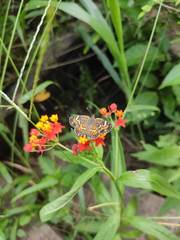 Phyciodes phaon phaon