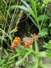 Phyciodes phaon phaon