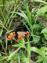 Phyciodes phaon phaon