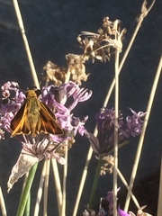 Hylephila phyleus