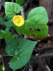 Ipomoea minutiflora