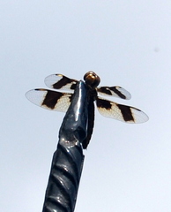 Palpopleura
