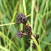 Common Bog-Rush - Photo (c) FoodForestNZ, some rights reserved (CC BY-NC), uploaded by FoodForestNZ