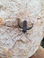 Elasmopoda valga