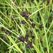 Common Bog-Rush - Photo (c) FoodForestNZ, some rights reserved (CC BY-NC), uploaded by FoodForestNZ