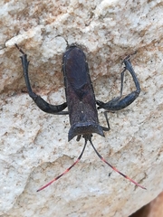 Elasmopoda valga