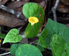 Ipomoea minutiflora