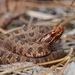 Carolina Pygmy Rattlesnake - Photo (c) Kevin Metcalf, some rights reserved (CC BY-NC), uploaded by Kevin Metcalf