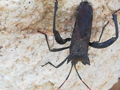 Elasmopoda valga