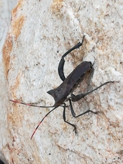 Elasmopoda valga