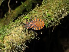 Spartocera pantomima