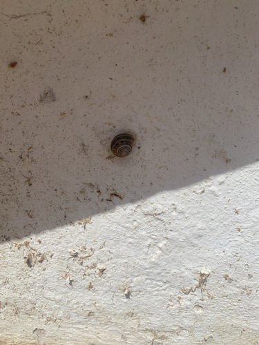 Eobania vermiculata