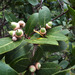 Quercus aristata - Photo (c) Chris Lloyd,  זכויות יוצרים חלקיות (CC BY-NC), הועלה על ידי Chris Lloyd