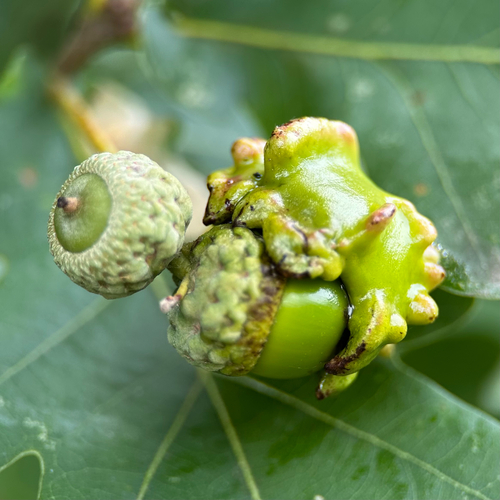 Knopperngallwespe