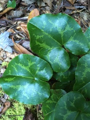 Hexastylis shuttleworthii