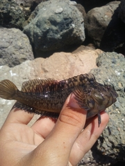 Hypsoblennius gilberti
