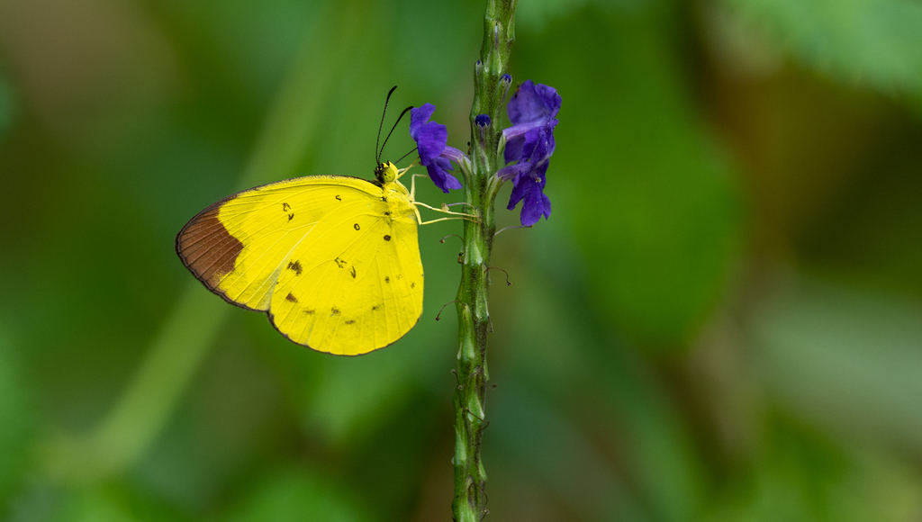 Eurema sarilata