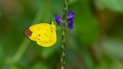 Eurema sarilata