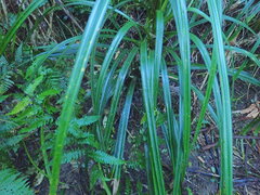 Deparia petersenii