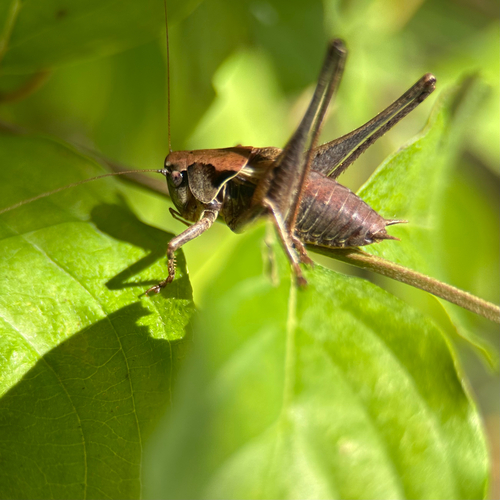 Gewöhnliche Strauchschrecke