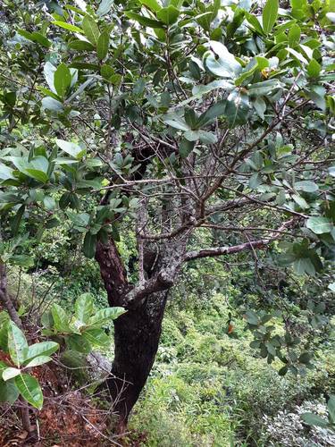 Quercus aristata