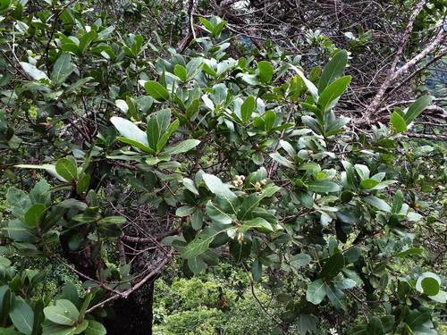 Quercus aristata