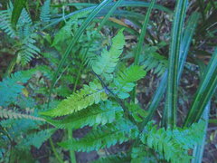 Deparia petersenii