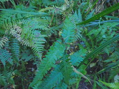 Deparia petersenii