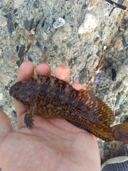 Hypsoblennius gilberti