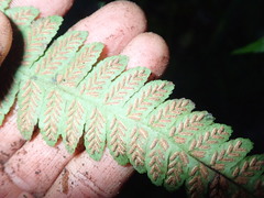 Deparia petersenii