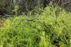 Spiraea thunbergii