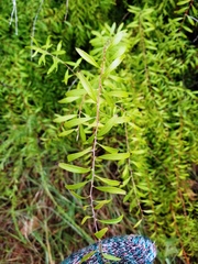 Spiraea thunbergii