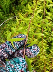 Spiraea thunbergii