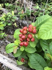 Tetracera indica