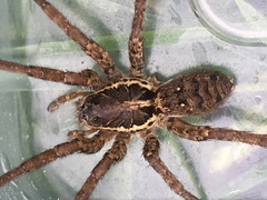 Hogna crispipes