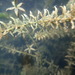 Hydrilla - Photo (c) mfeaver, some rights reserved (CC BY), uploaded by mfeaver
