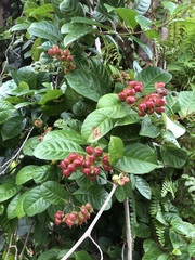 Tetracera indica