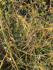 Cassytha filiformis