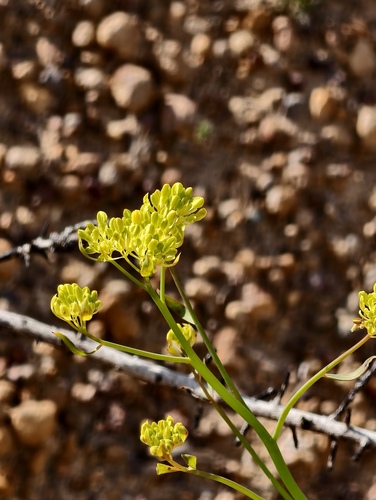 Glischrocaryon aureum, 2025-06-15