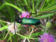 Deltaspis rubriventris