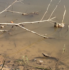 Pectinatella magnifica