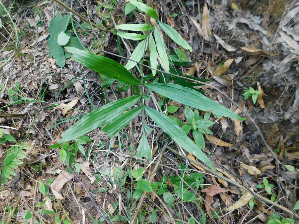 Taenitis blechnoides (Taenitis blechnoides)