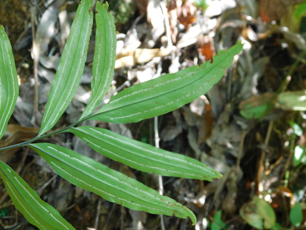 Taenitis blechnoides (Taenitis blechnoides)
