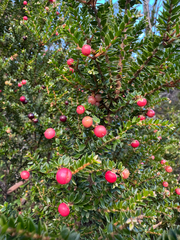 Acrothamnus maccraei, photograph (c) Caleb Catto, some rights reserved (CC BY)