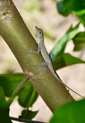 Anolis argenteolus