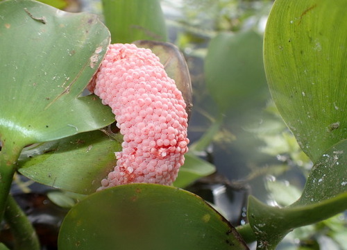 Island Apple Snail