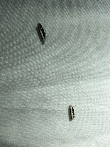 Aroga unifasciella photo 2